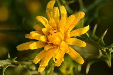 Spanische Golddistel (Scolymus hispanicus): Wurzel kann als Gemüse gekocht und die jungen Blätter wie Spinat verwendet werden. Auch die Pflanze ist essbar. Wie andere grüne Blattgemüse wie Mangold oder Spinat enthalten sie viele Vitamine für die Stärkung des Immunsystems. (Hortiplus Zollinge